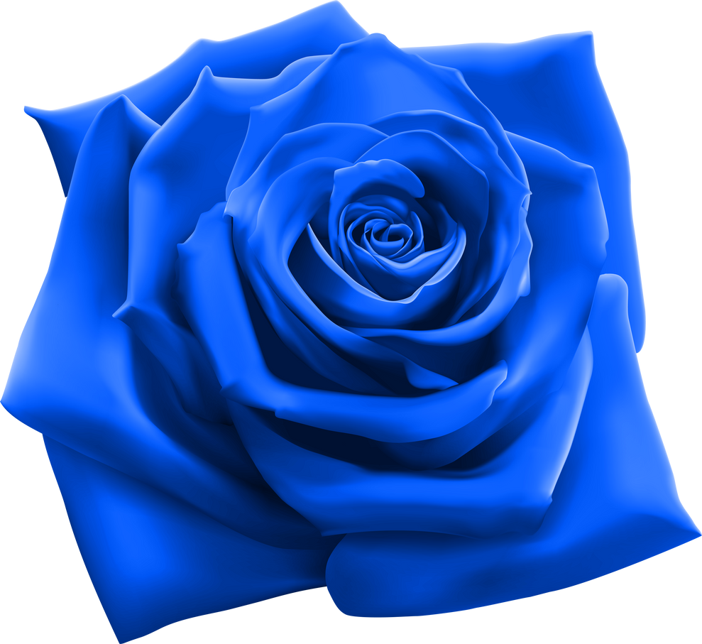 blue rose flower illustration 8