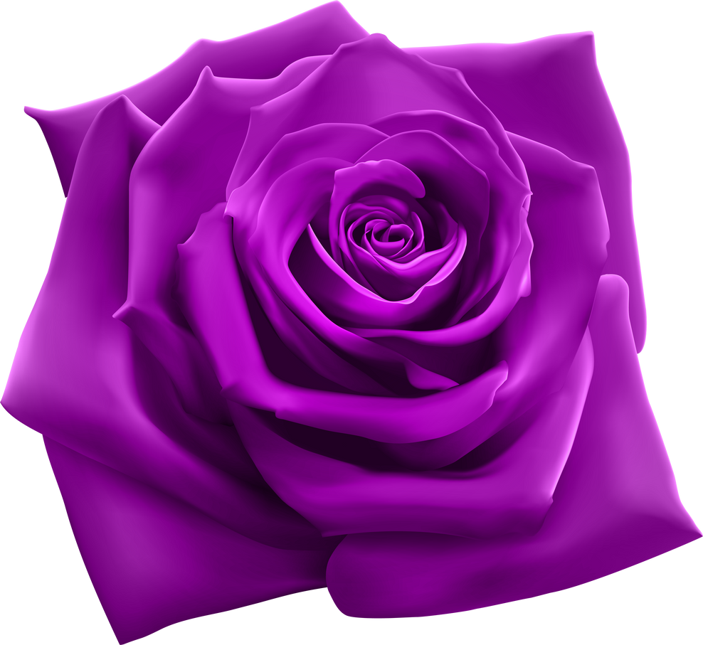purple rose flower illustration 3