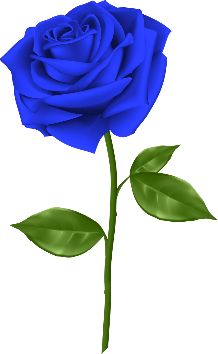 blue rose with stem illustration